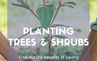 Planting trees and shrubs