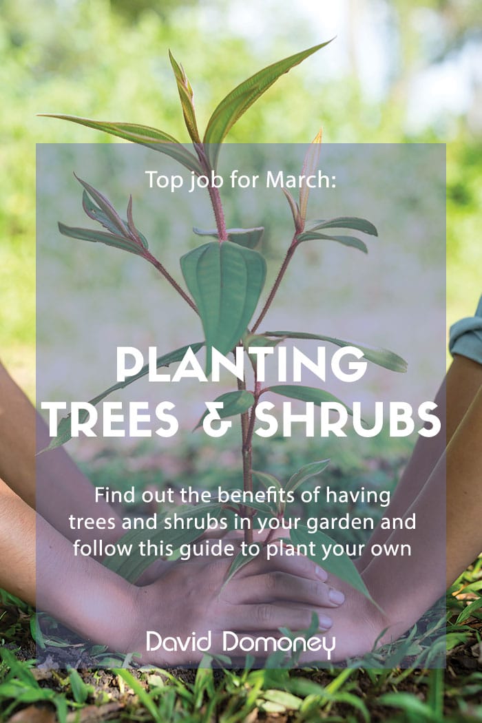 Top job for March: Planting trees and shrubs