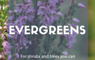 Evergreens