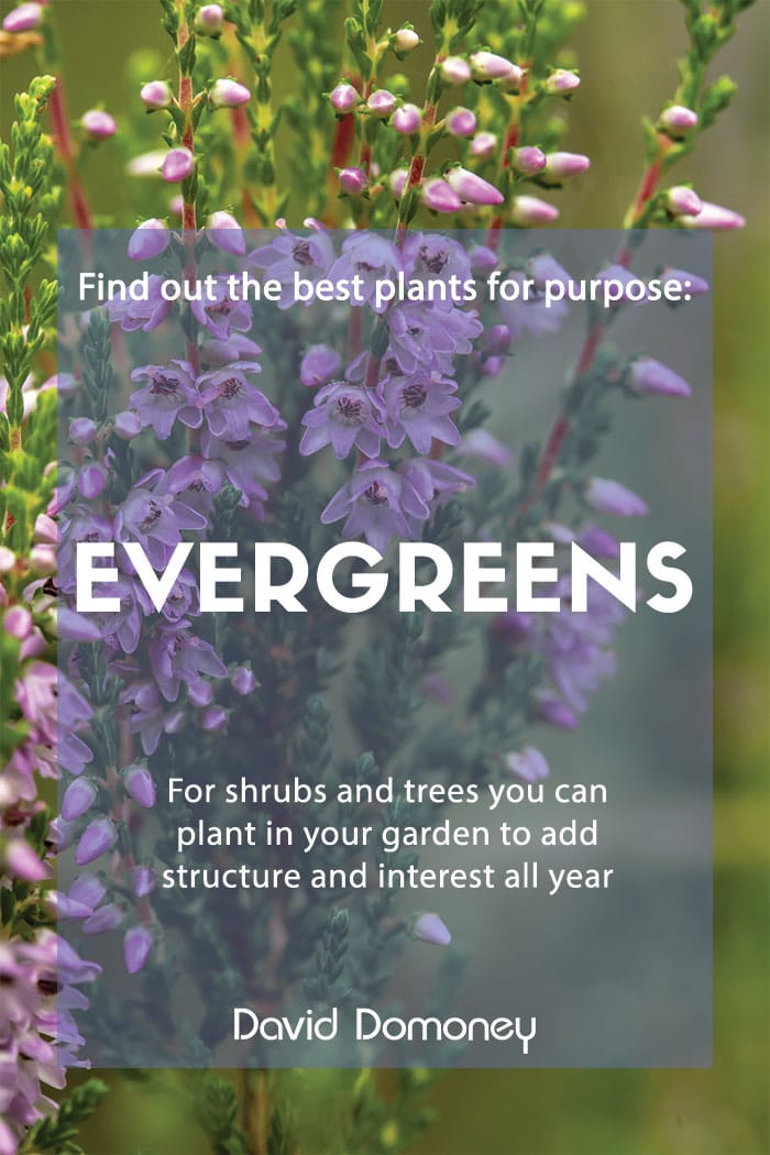 Plants for purpose: Evergreens