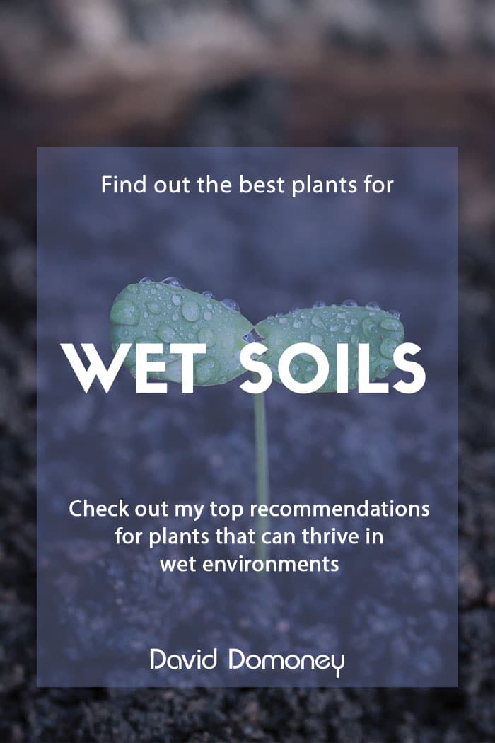 Best plants for: Wet soil