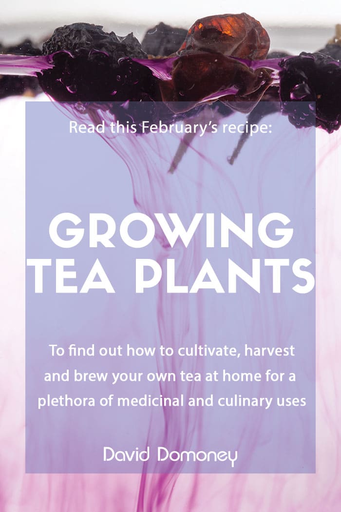 February recipe: Grow your own tea plant