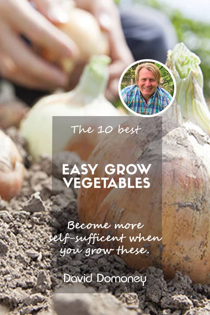 The 10 best easy to grow vegetables