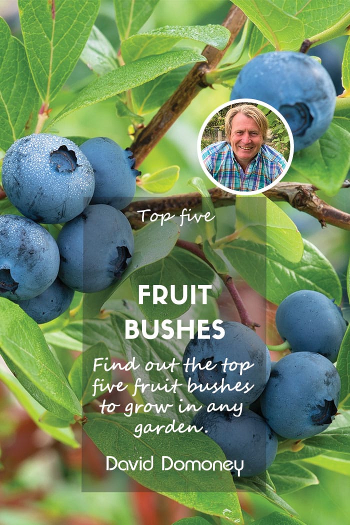 Top five fruit bushes to grow in any garden