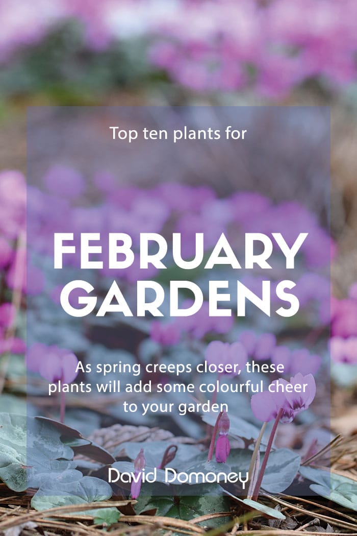 Top plants for February gardens