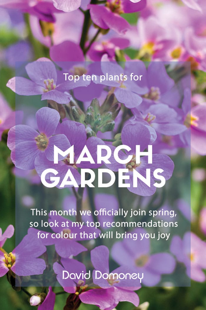 Top ten plants for March