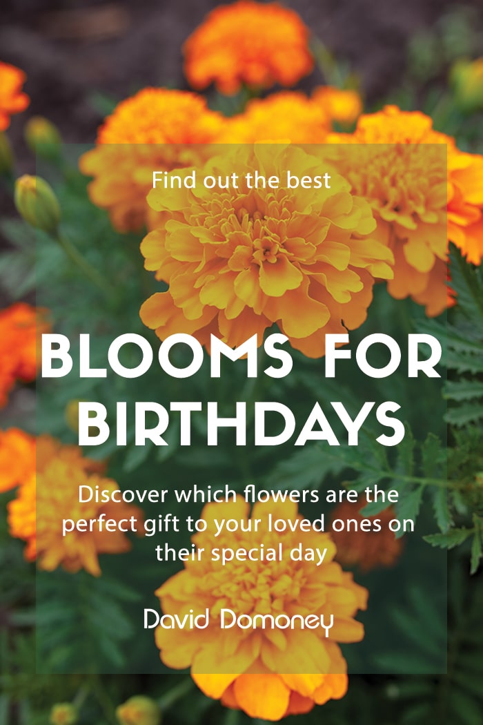 Blooms for birthdays