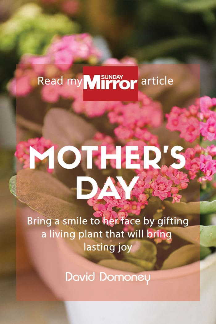 Sunday Mirror article: Mother’s Day