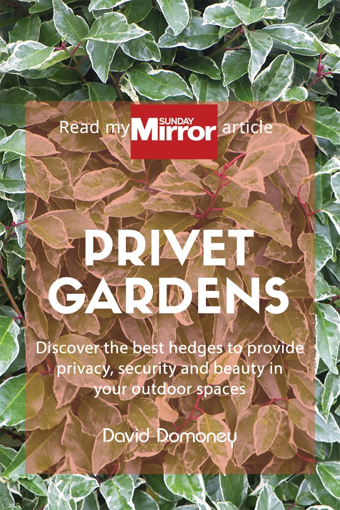 Sunday Mirror article: Privet gardens