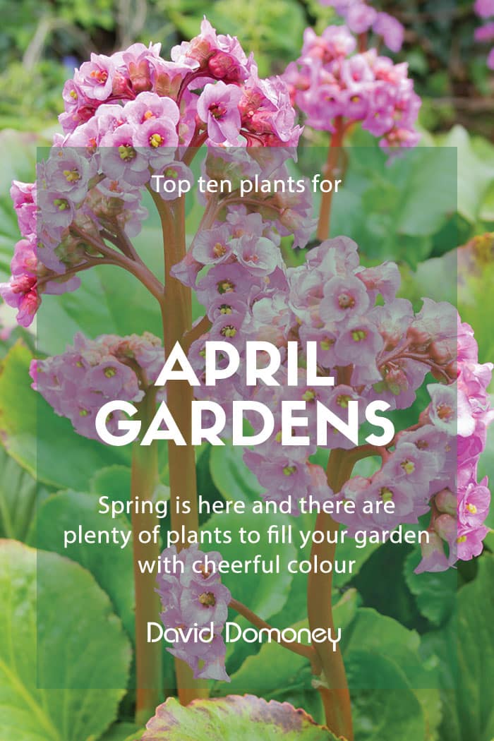 Top ten plants for April