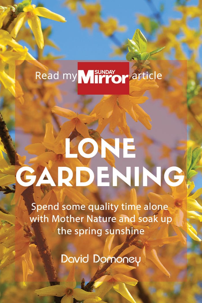 Sunday Mirror article: Lone gardening