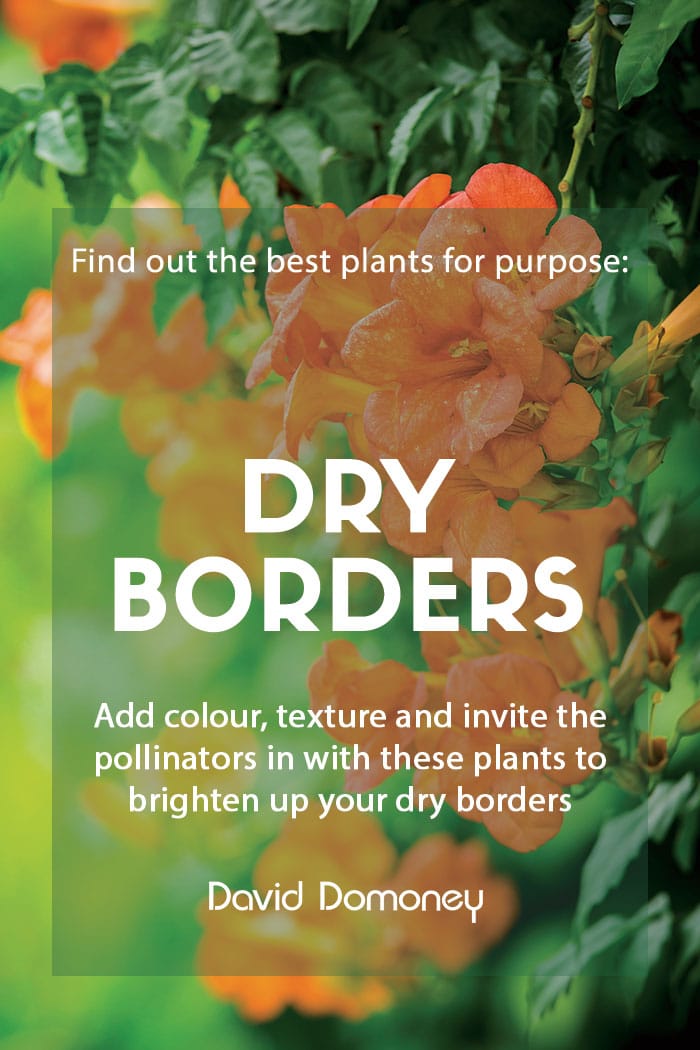 Plants for purpose: Dry borders