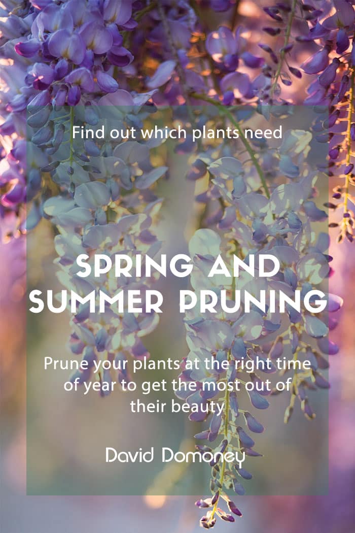 Plants for spring and summer pruning