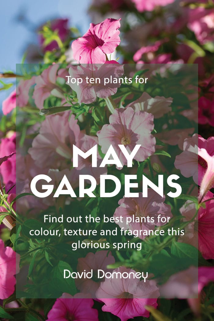 Top ten plants for May