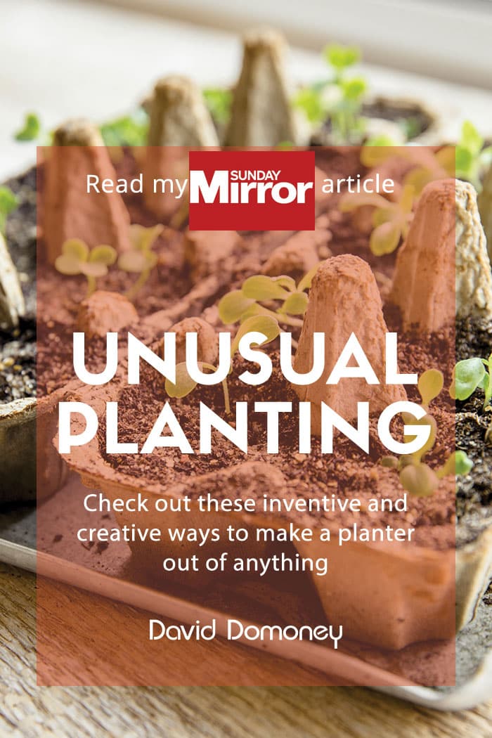 Sunday Mirror article: Unusual planting