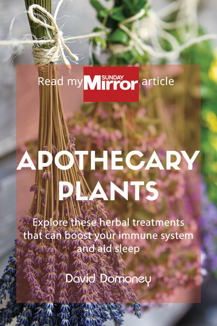 Sunday Mirror article: Apothecary plants