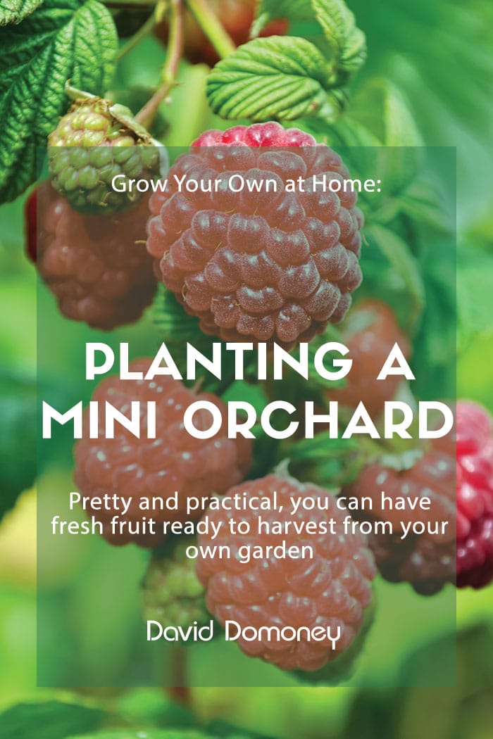 Grow Your Own at Home: Planting a mini orchard