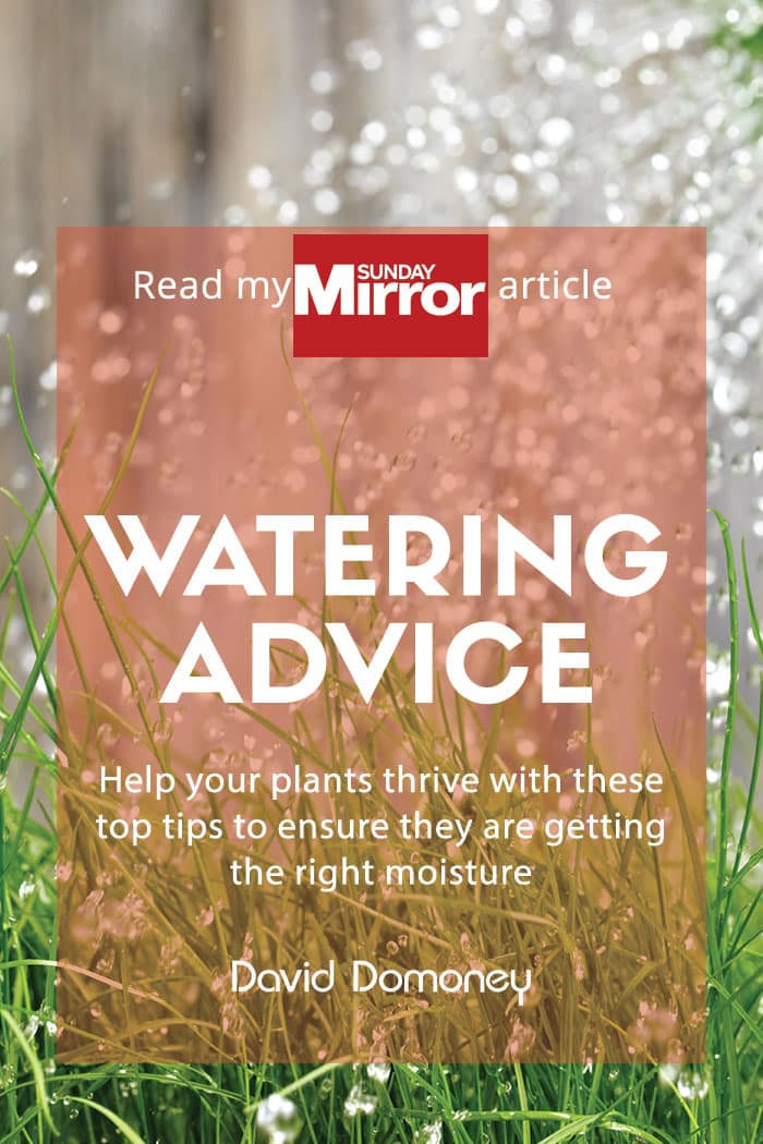 Sunday Mirror article: Watering in Hot Weather