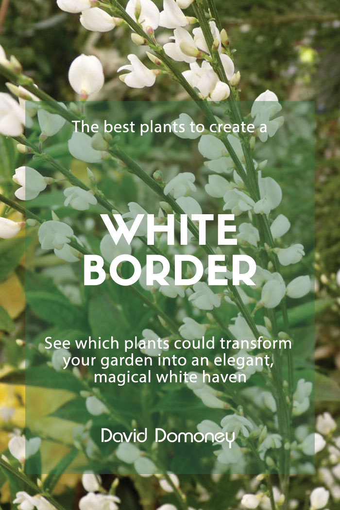 White garden: The best plants to create a white border