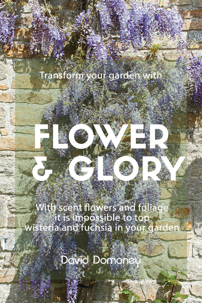 Flower & Glory