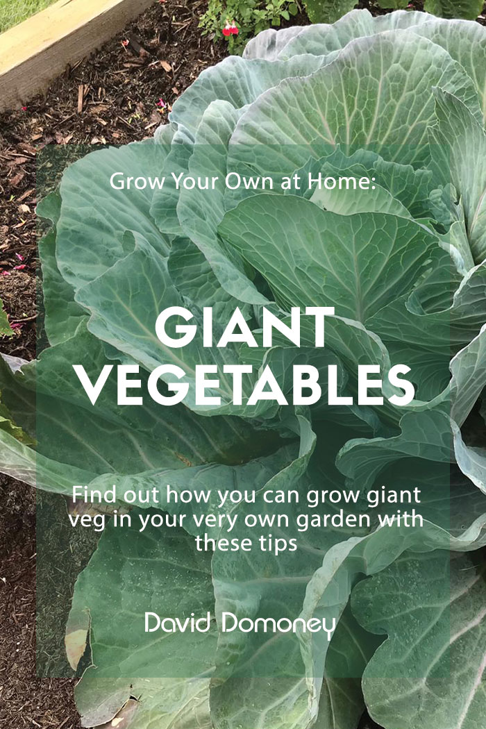 Grow Your Own at Home: Giant vegetables