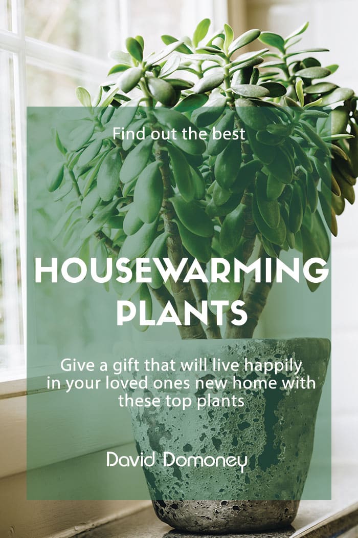 The best housewarming plants as gifts