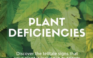 plant deficiencies