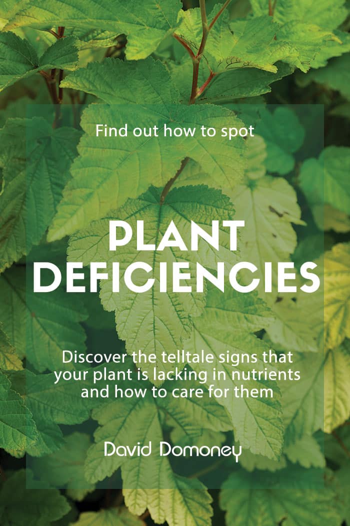 How to spot plant deficiencies