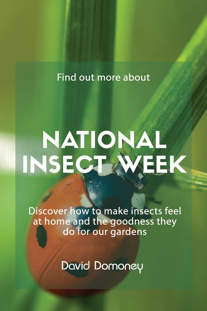 National Insect Week 2020