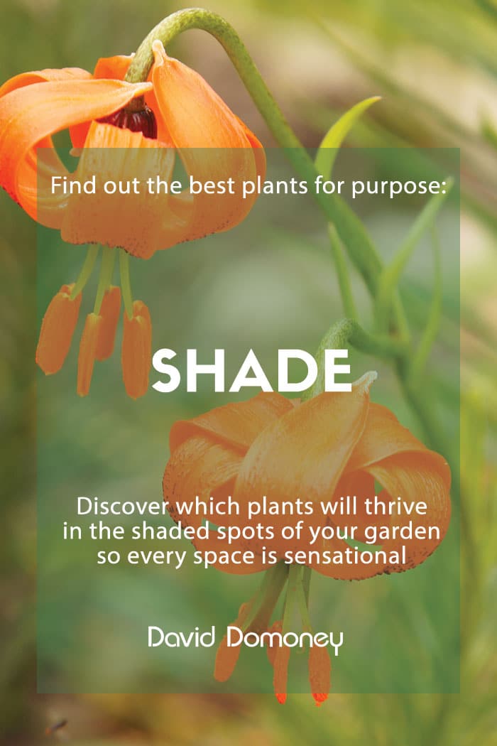 Plants for purpose: Shade