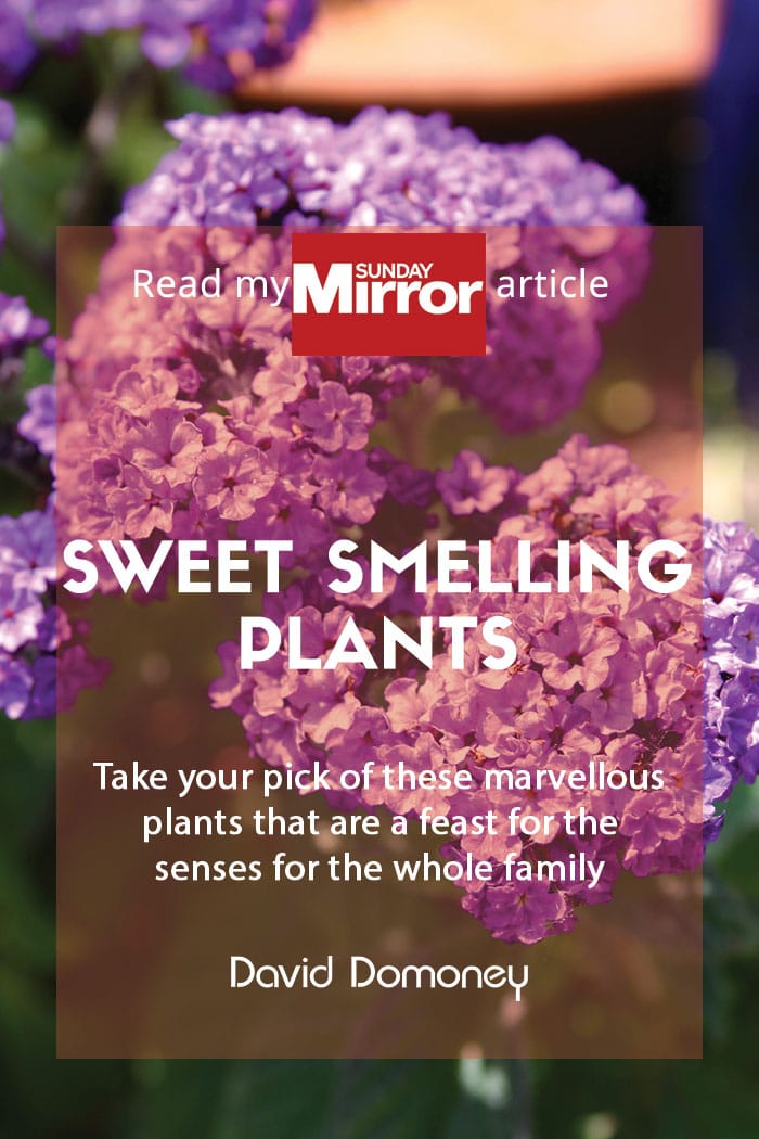 Sunday Mirror article: Sweet-smelling plants