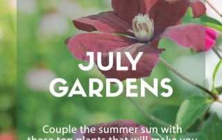 Top plants July