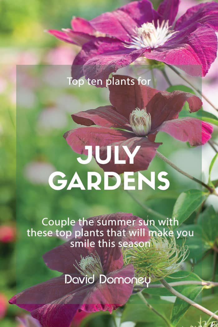 Top ten plants for July