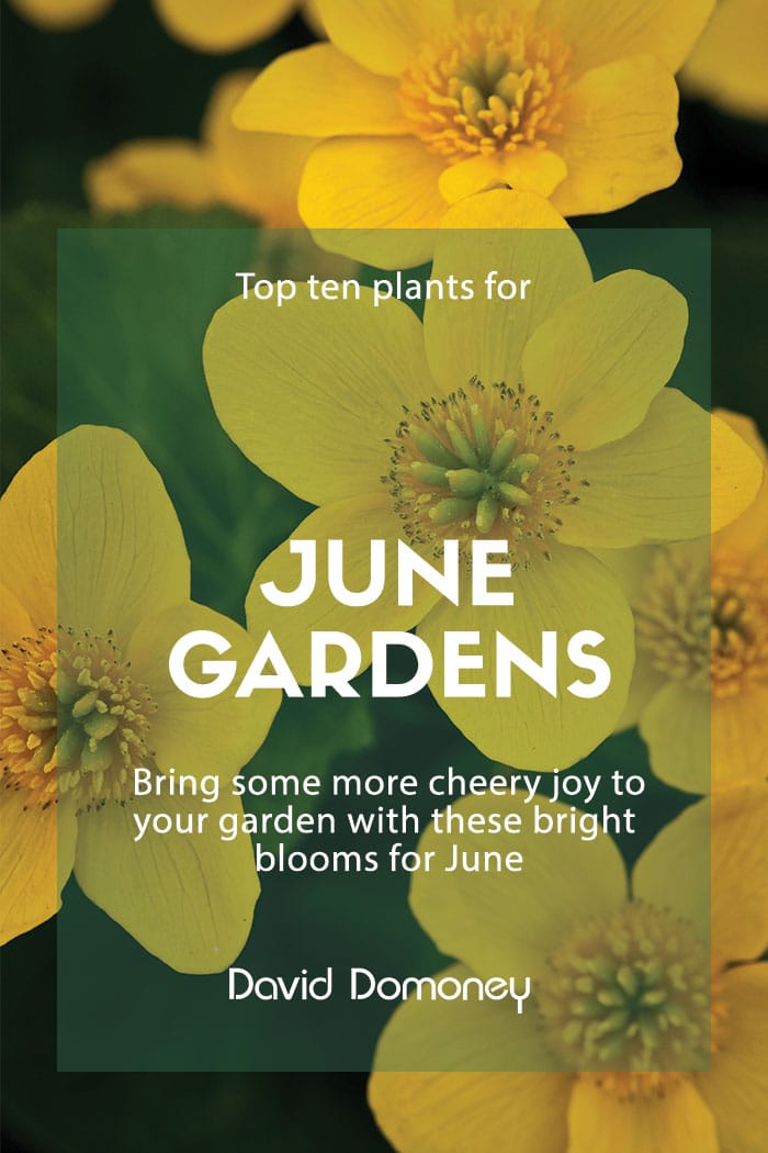 Top ten plants for June