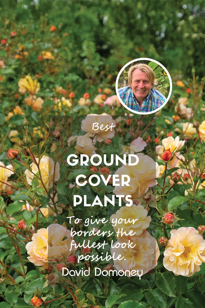 Best ground cover plants