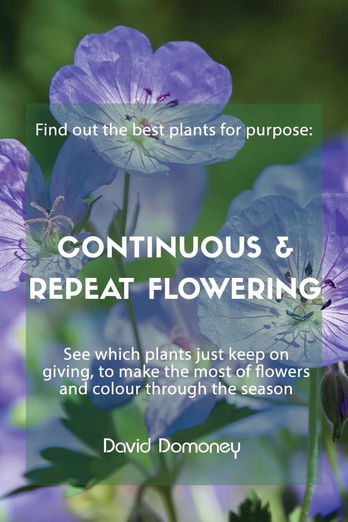 Plants for purpose: Continuous or repeat flowering plants