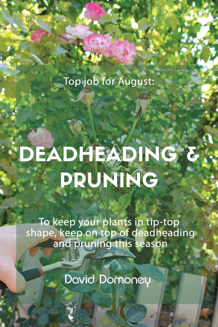 Top job for August: Deadheading and pruning