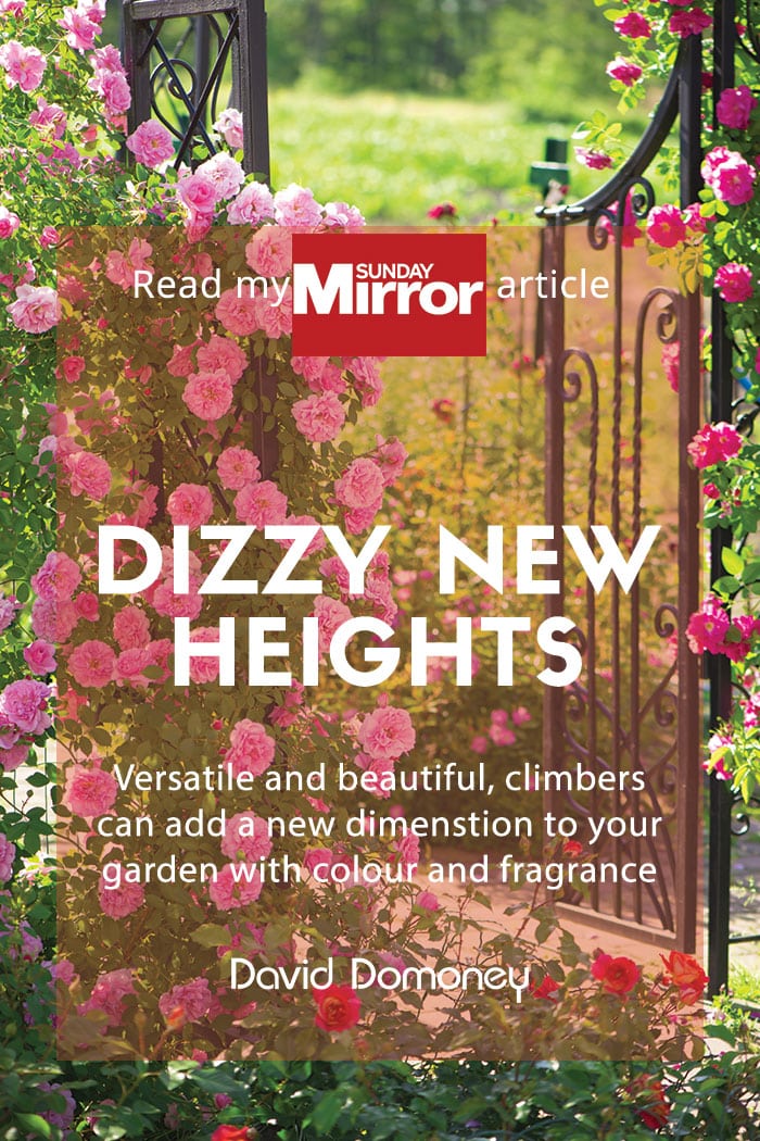 Sunday Mirror article: Dizzy new heights