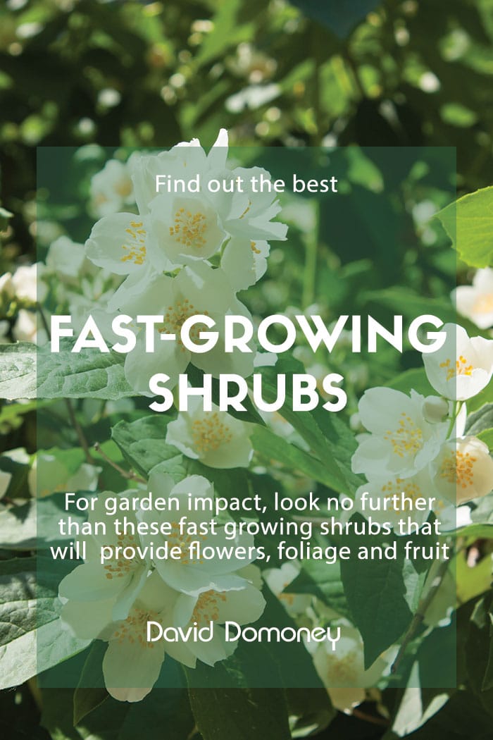 Fast-growing shrubs for garden impact