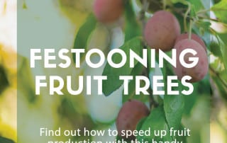 Festooning fruit trees