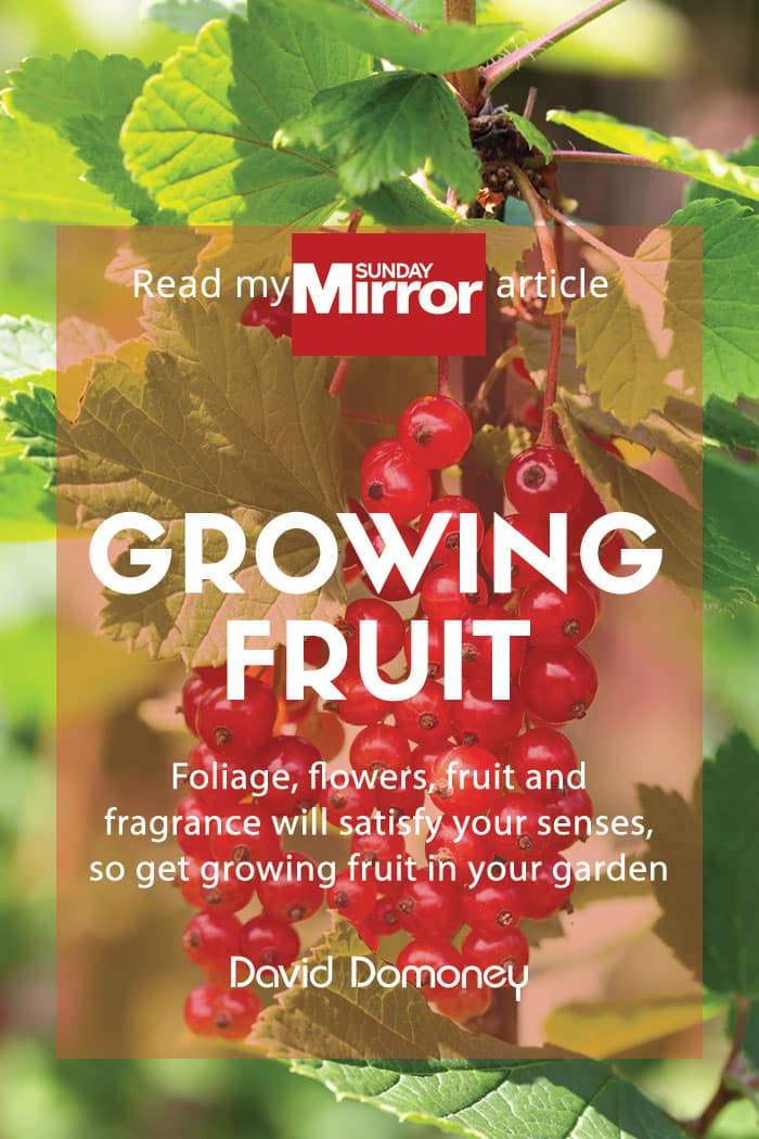 Growing fruit