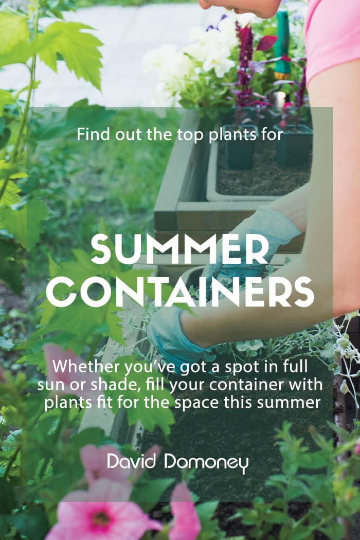 Summer containers feature