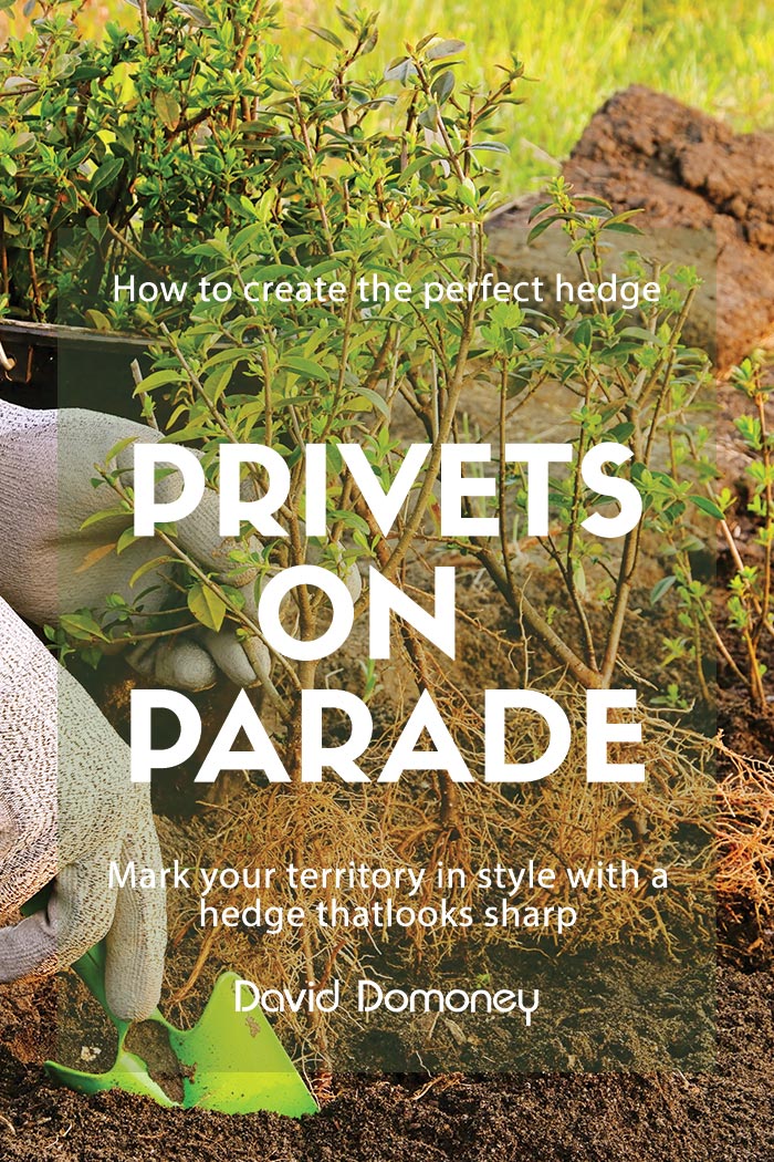 Hedge: Privets On Parade