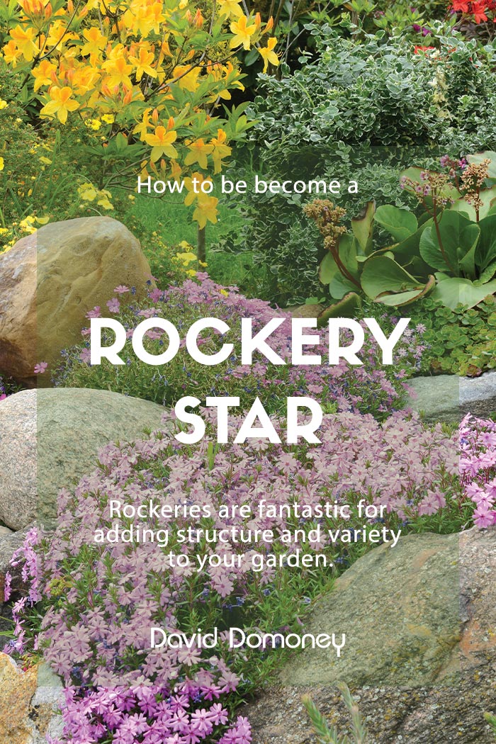 Rockery Star