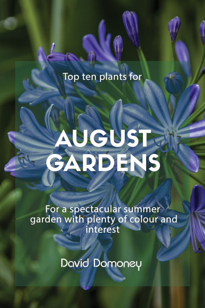 Top ten plants for August