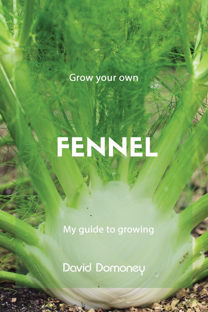 Fennel: Grow your own