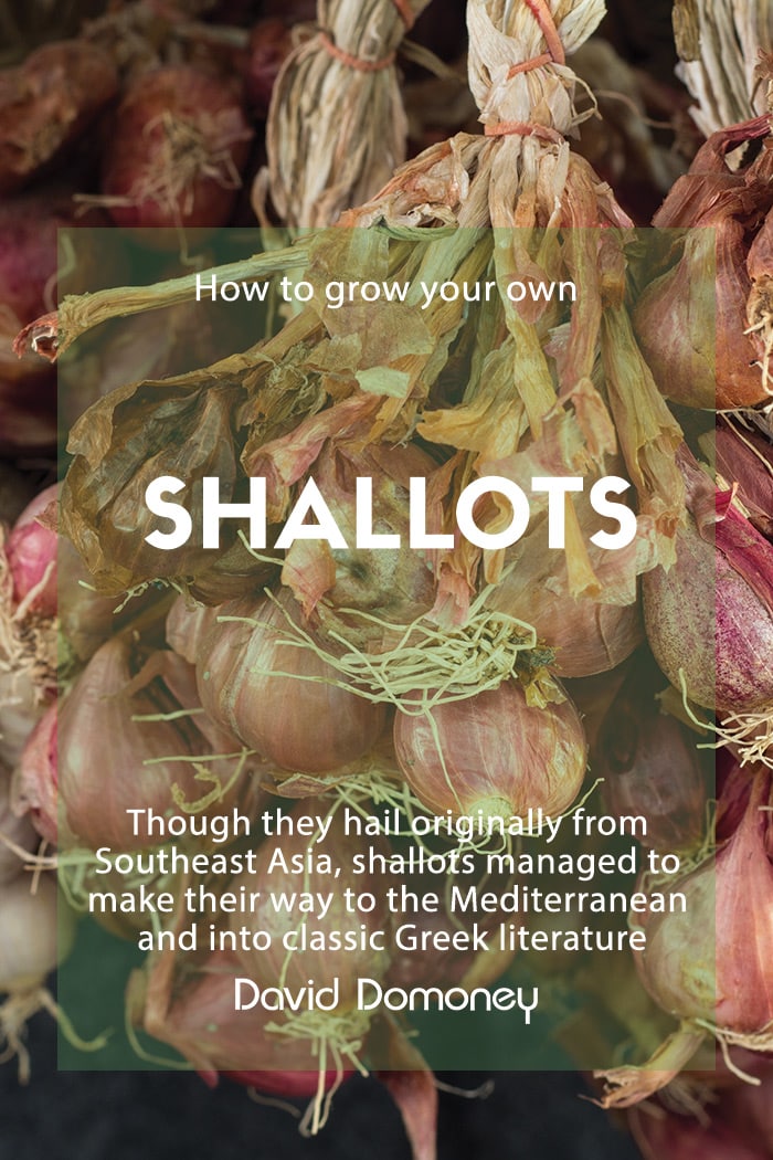 How to grow your own shallots