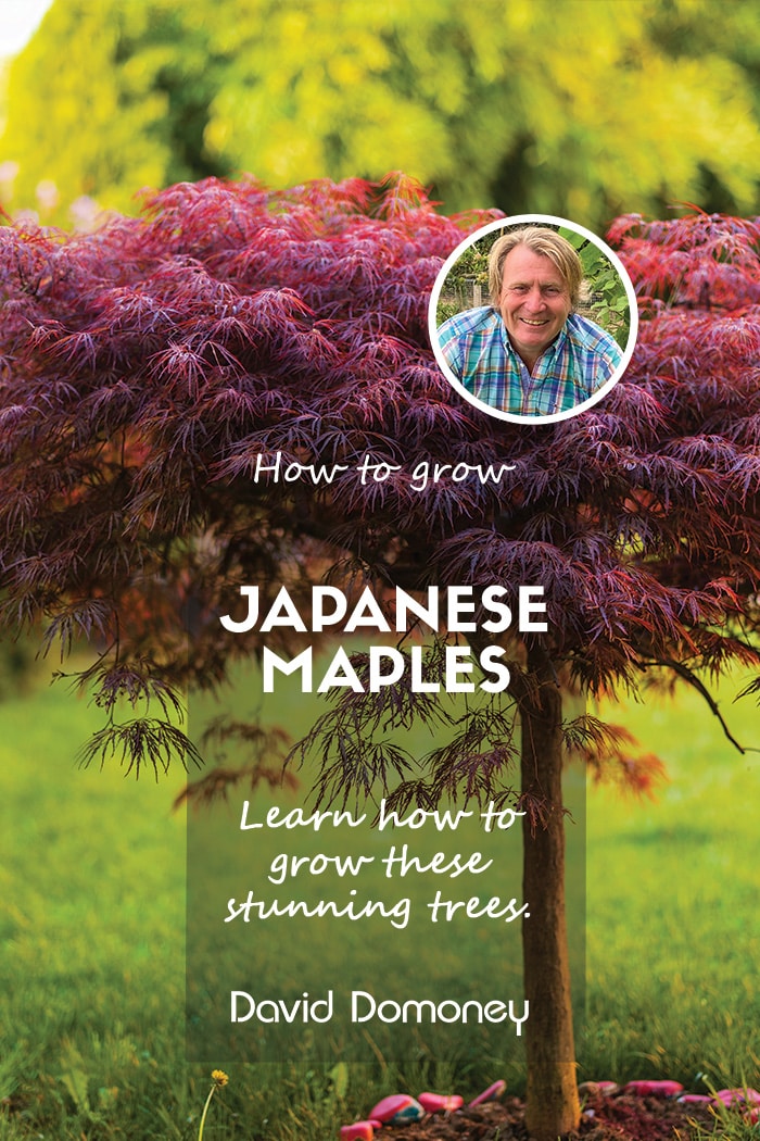 How to grow acers or Japanese maples