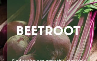 How to grow your own beetroot