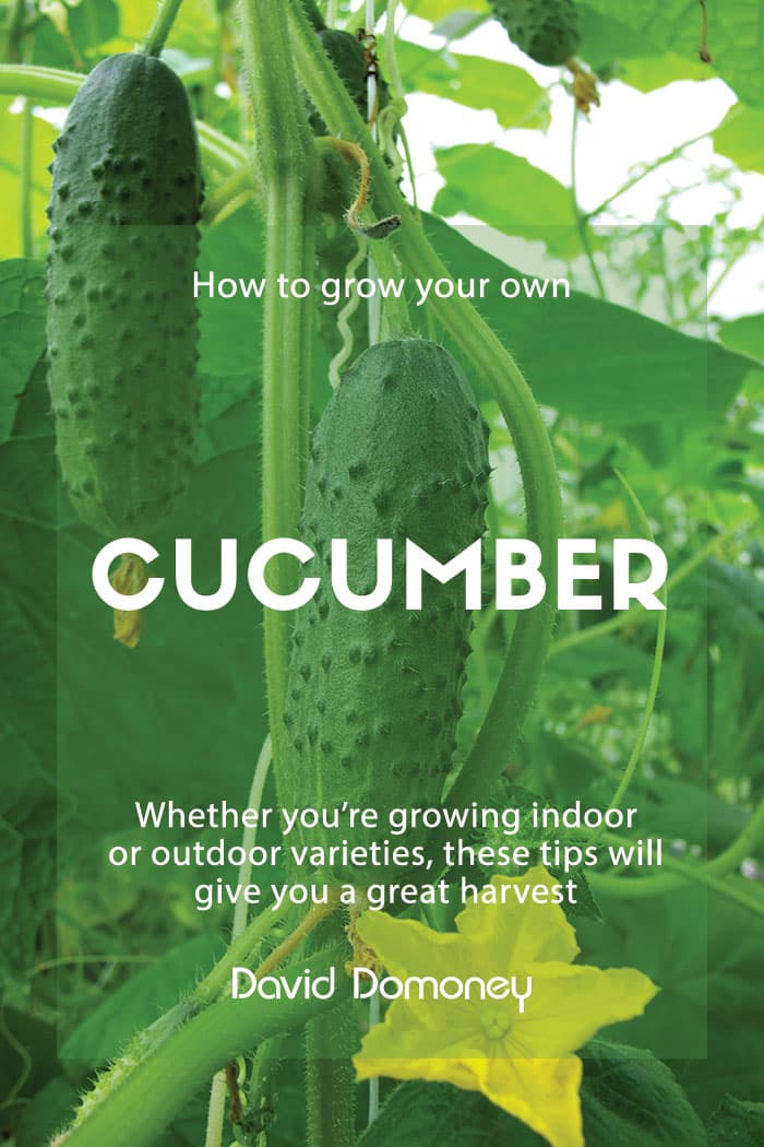 Cucumbers: How to grow your own